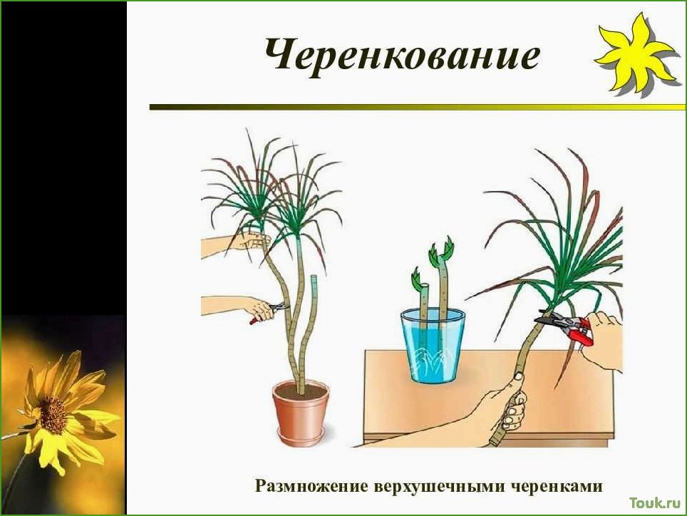 (размножение, комнатных, растений, разнообразные, методы) Размножение комнатных растений: разнообразные методы и приемы.