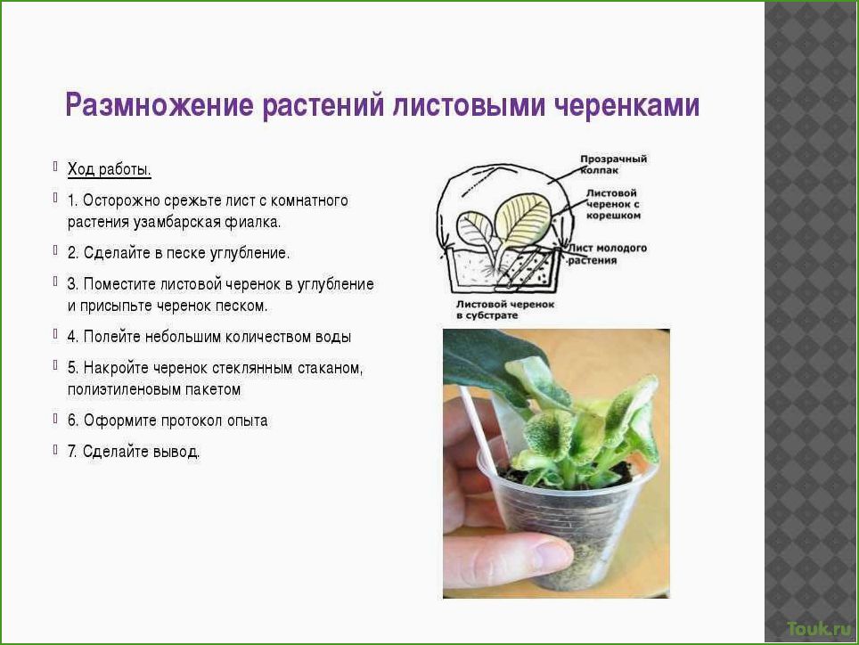 (размножение, комнатных, растений, разнообразные, методы) Размножение комнатных растений: разнообразные методы и приемы.