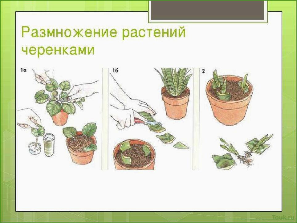 (размножение, комнатных, растений, разнообразные, методы) Размножение комнатных растений: разнообразные методы и приемы.