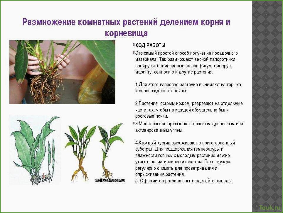 (размножение, комнатных, растений, разнообразные, методы) Размножение комнатных растений: разнообразные методы и приемы.