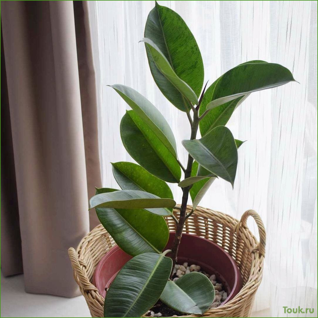 (фикус, каучуконосный, эластика, описание, уход) Фикус каучуконосный (эластика): описание, уход и размножение