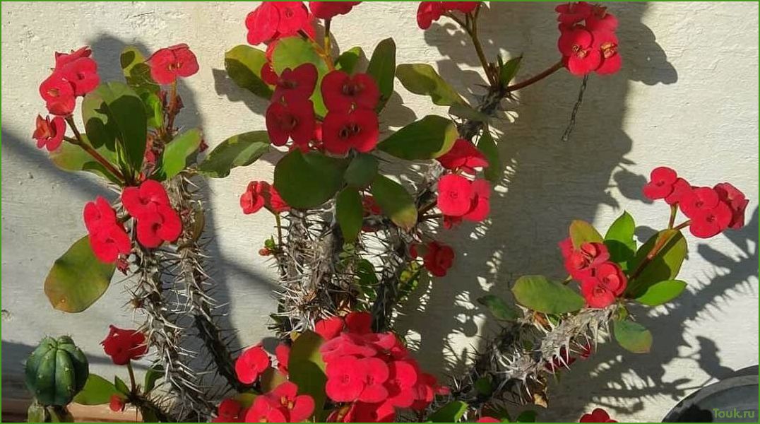 (молочай, миля, полезные, свойства, применение) Молочай миля: полезные свойства и применение