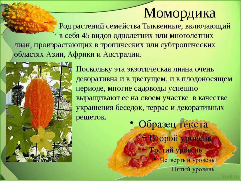 (момордика, описание, полезные, свойства, способы) Момордика: описание, полезные свойства и способы применения