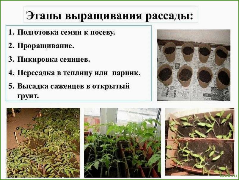 (правильно, подготовить, семена, посадке) Как правильно подготовить семена к посадке
