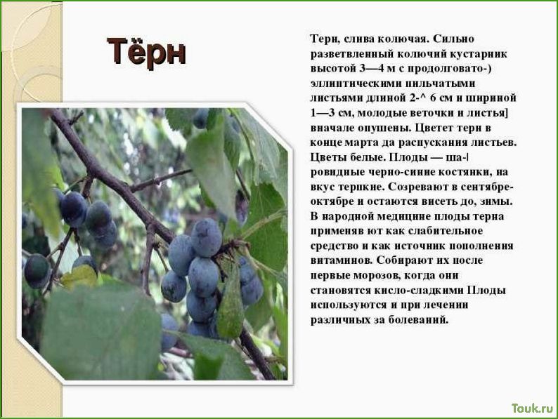 Терн: описание, характеристики, виды и применение