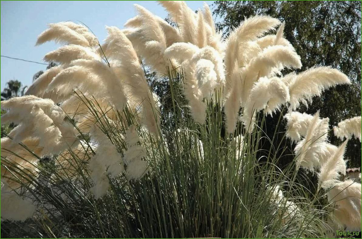 Кортадерия: описание, виды и особенности