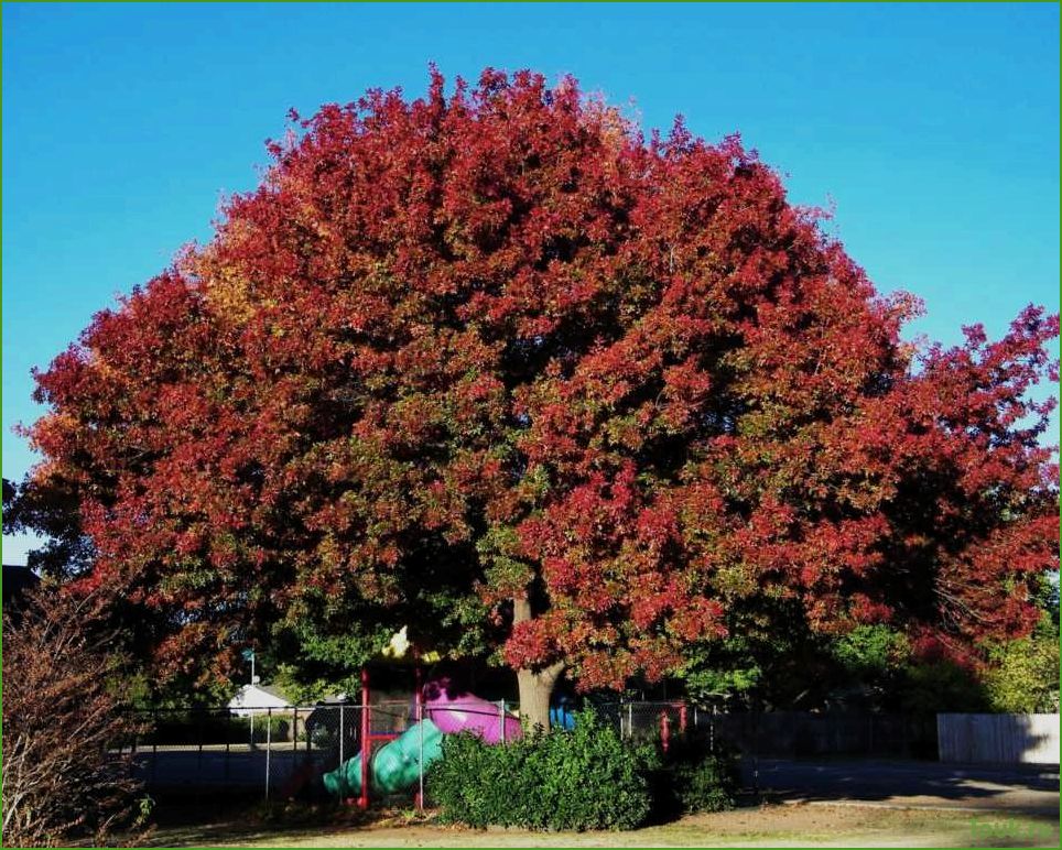 (красный, особенности, использование) Красный дуб: особенности и использование