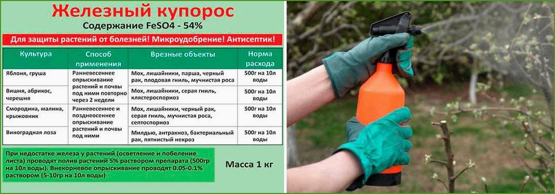Обработка сада железным купоросом