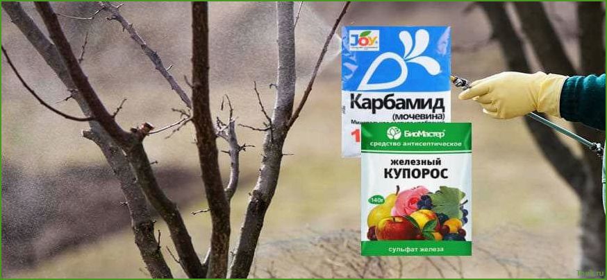 Обработка сада железным купоросом