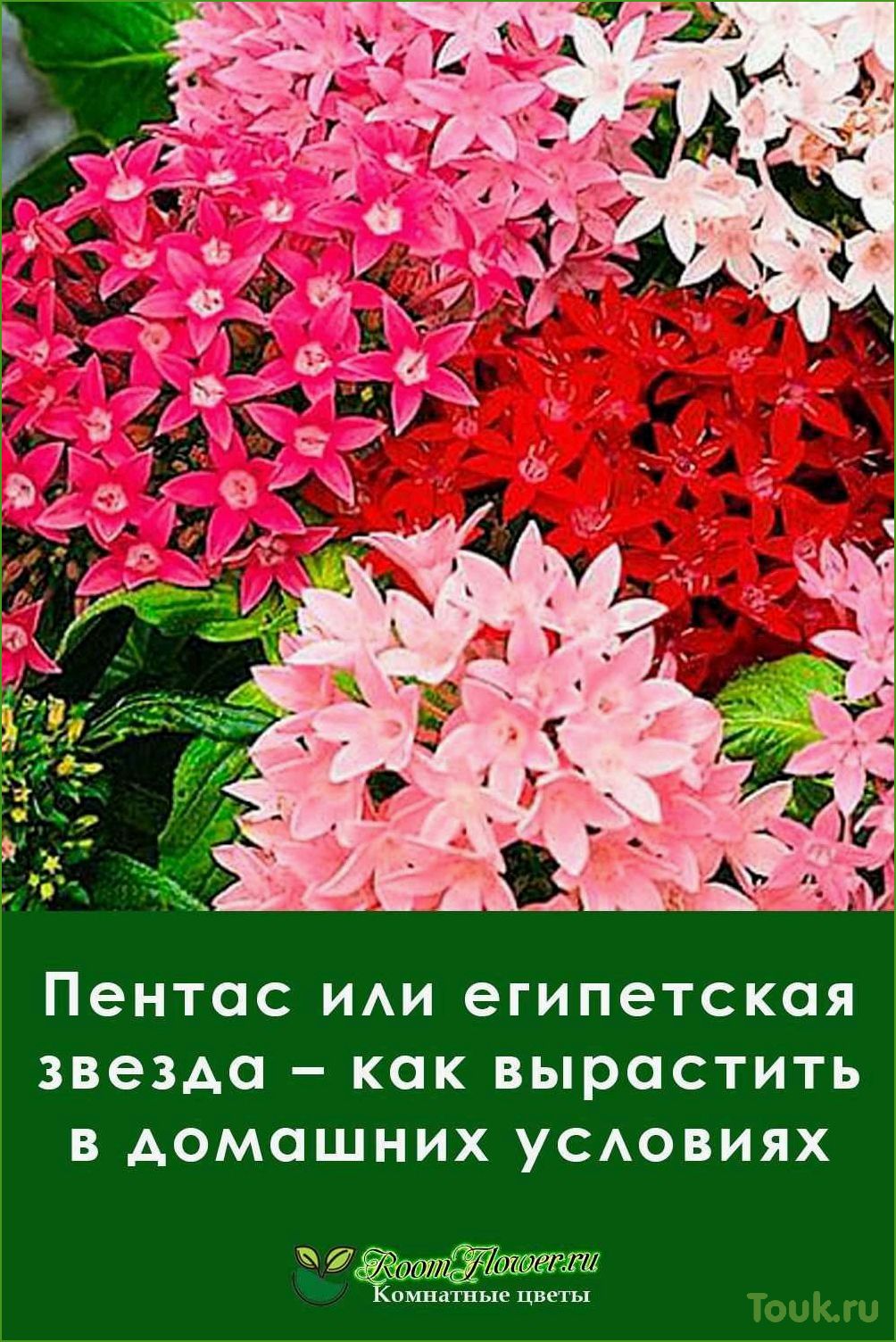(пентас, египетская, звезда, описание, виды) Пентас (Египетская звезда): описание, виды, особенности и уход