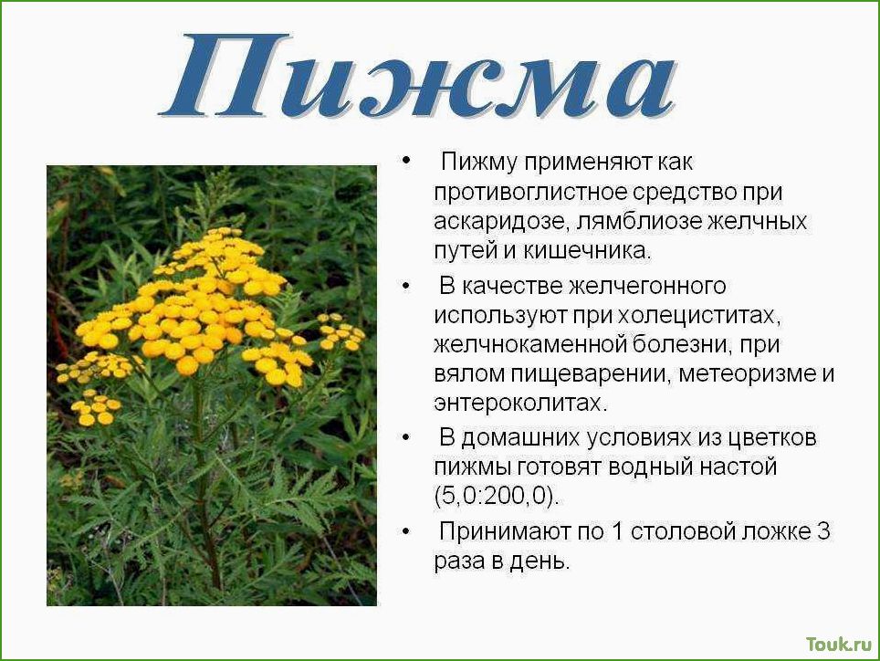 (пижма, полезное, растение, применение, медицине) Пижма — полезное растение и его применение в медицине