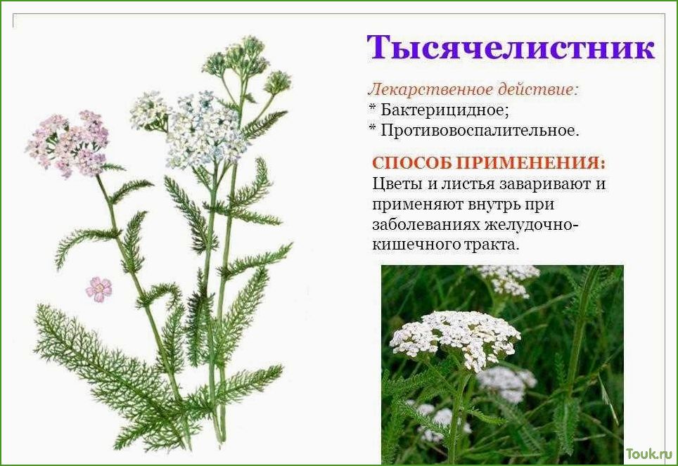 (тысячелистник, полезные, свойства, применение) Тысячелистник: полезные свойства и применение