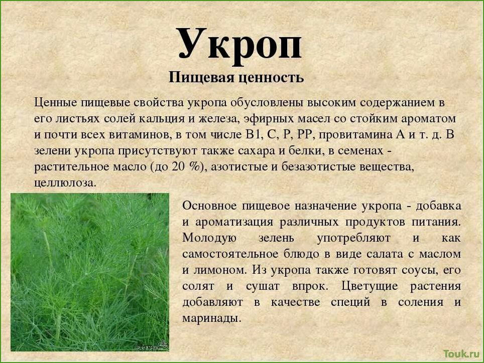 Укроп: полезные свойства и применение