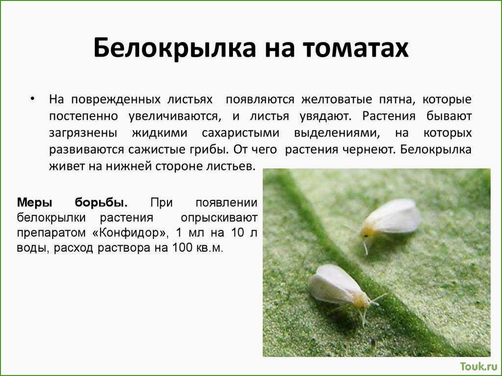 (белокрылка, описание, особенности, образ, жизни) Белокрылка: описание, особенности и образ жизни