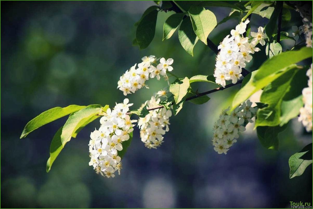(черемуха, описание, сорта, уход, растением) Черемуха: описание, сорта и уход за растением