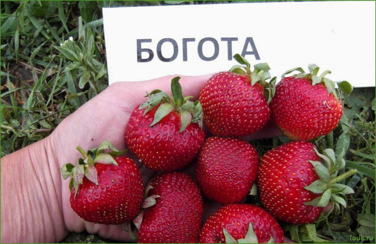 Полный обзор и фотографии лучших сортов клубники