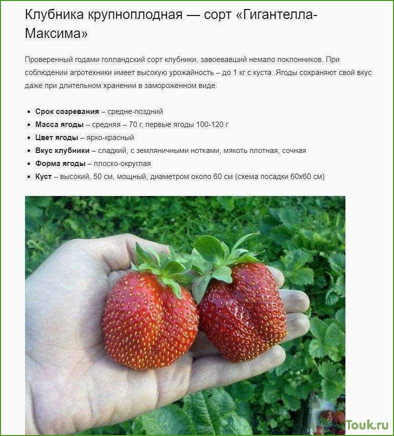 Полный обзор и фотографии лучших сортов клубники