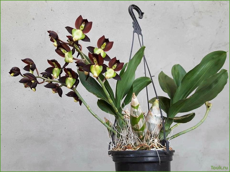 (познакомьтесь, красотой, уникальностью, орхидеи, катасетум) Познакомьтесь с красотой и уникальностью орхидеи катасетум