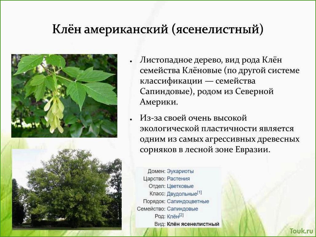 Ясенелистный американский клен: особенности и уход