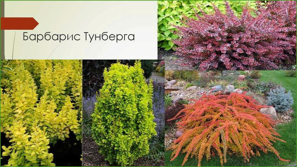 (барбарис, тунберга, описание, сортов, фото) Барбарис тунберга: описание сортов с фото