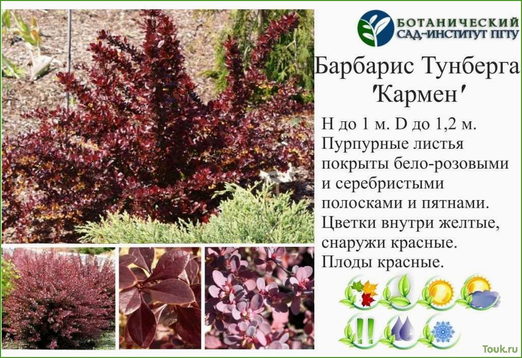 (барбарис, тунберга, описание, сортов, фото) Барбарис тунберга: описание сортов с фото