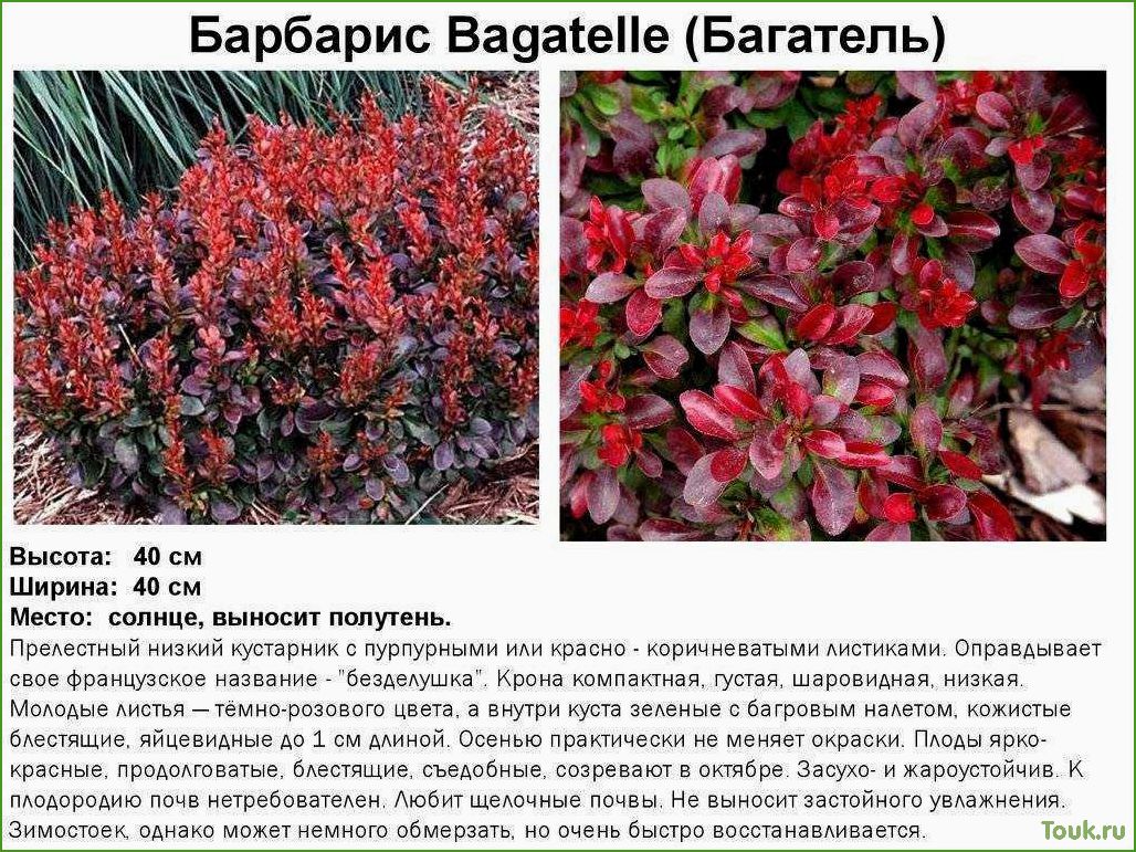 (барбарис, тунберга, описание, сортов, фото) Барбарис тунберга: описание сортов с фото