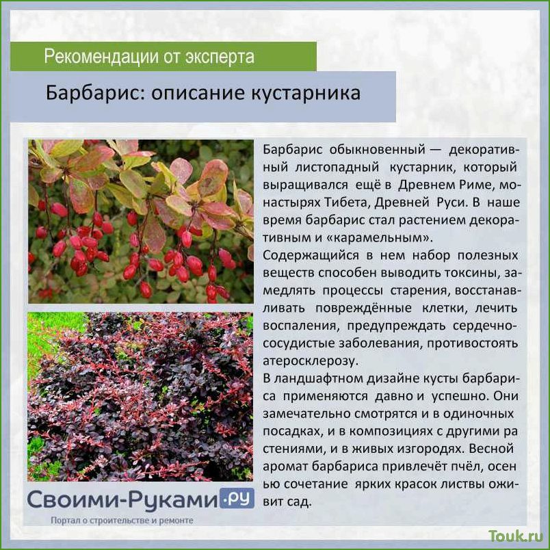(барбарис, тунберга, описание, сортов, фото) Барбарис тунберга: описание сортов с фото