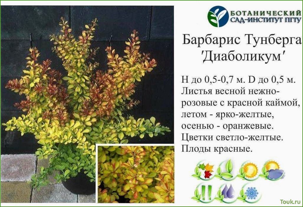 (барбарис, тунберга, описание, сортов, фото) Барбарис тунберга: описание сортов с фото