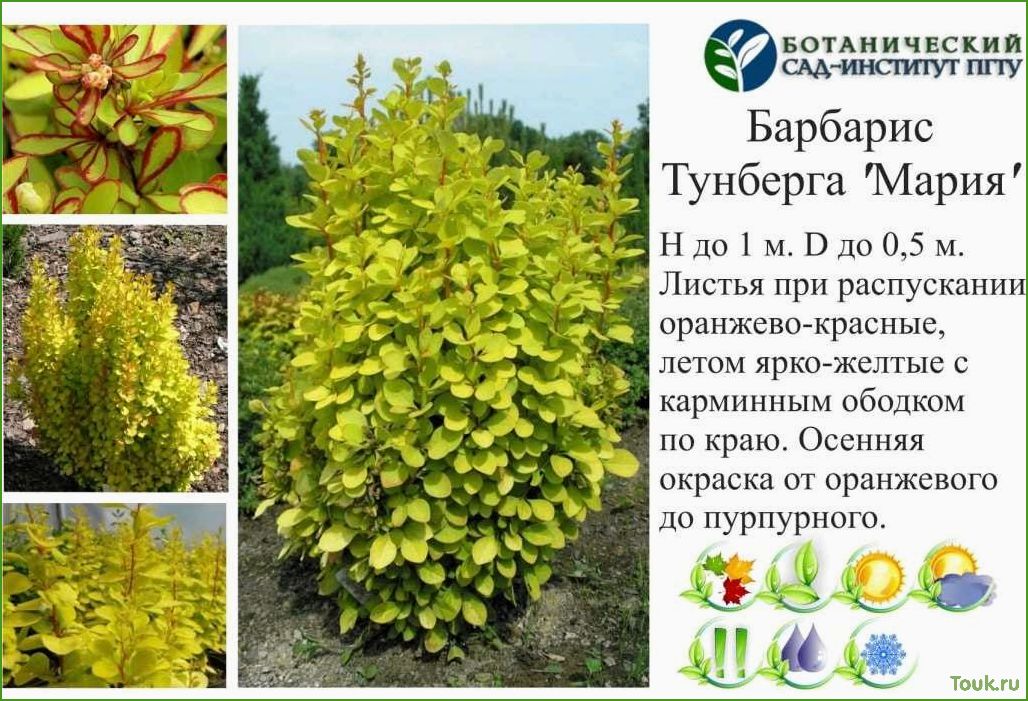 (барбарис, тунберга, описание, сортов, фото) Барбарис тунберга: описание сортов с фото