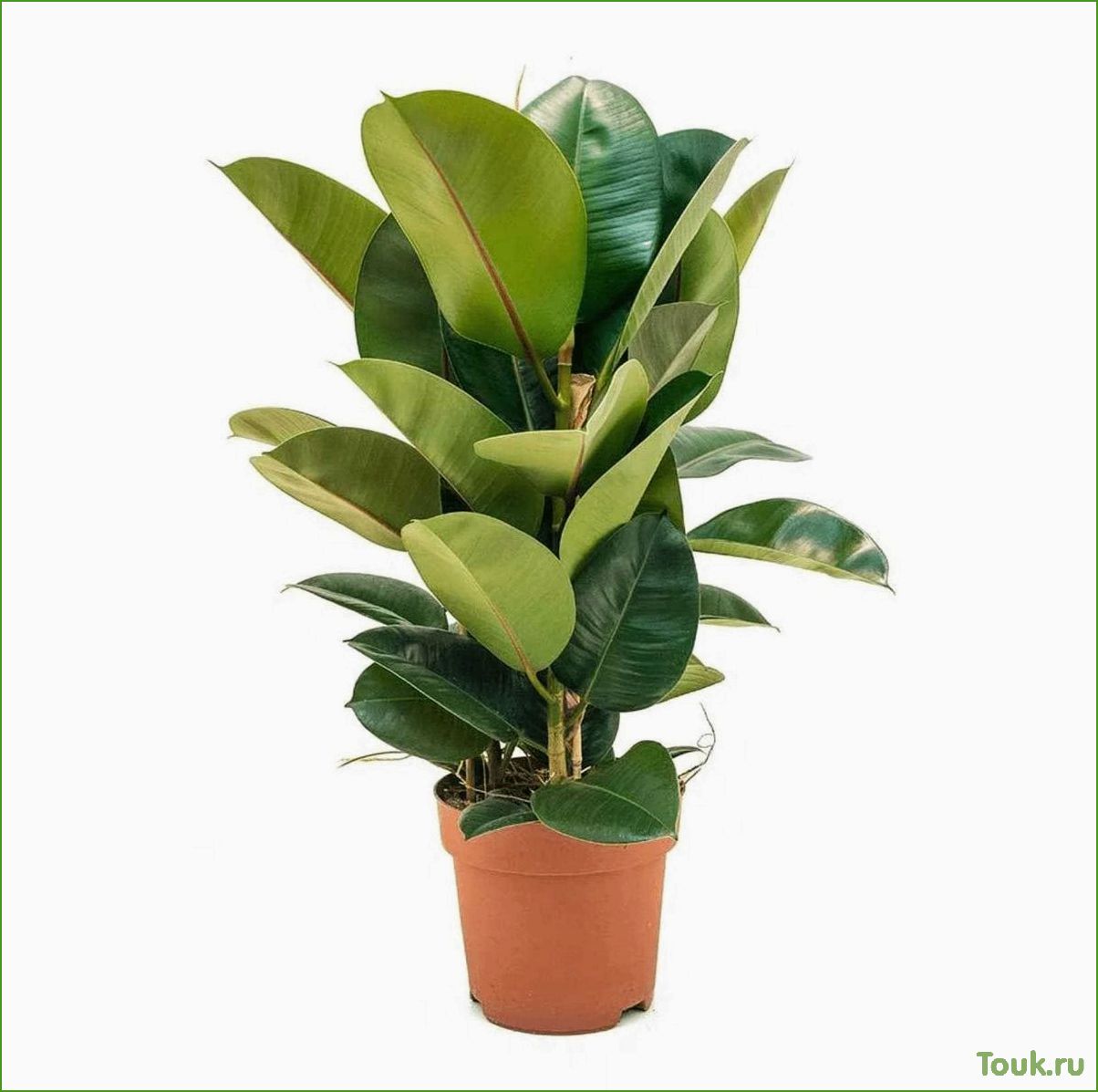 (фикус, каучуконосный, эластика, описание, особенности) Фикус каучуконосный (эластика): описание, особенности выращивания, советы по уходу
