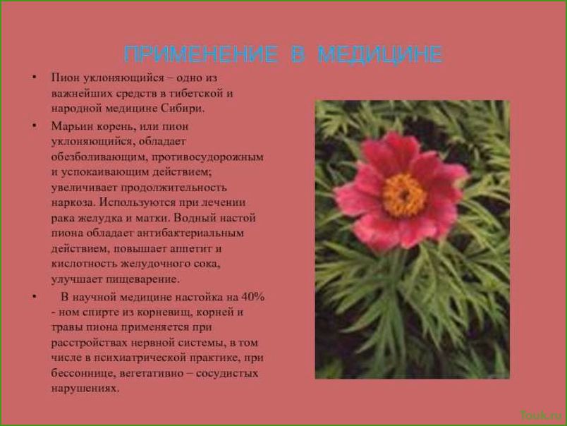 (марьин, корень, свойства, применение, польза) Марьин корень: свойства, применение и польза