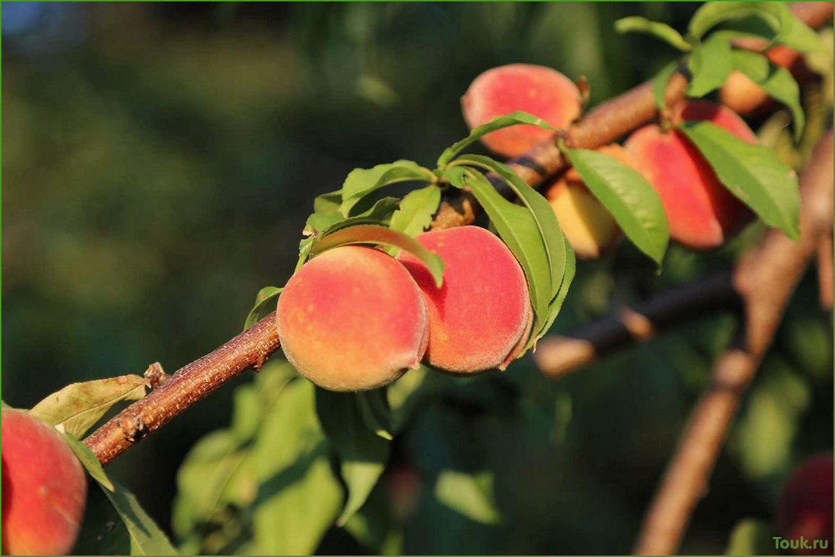 (персик, полезные, свойства, применение) Персик: полезные свойства и применение