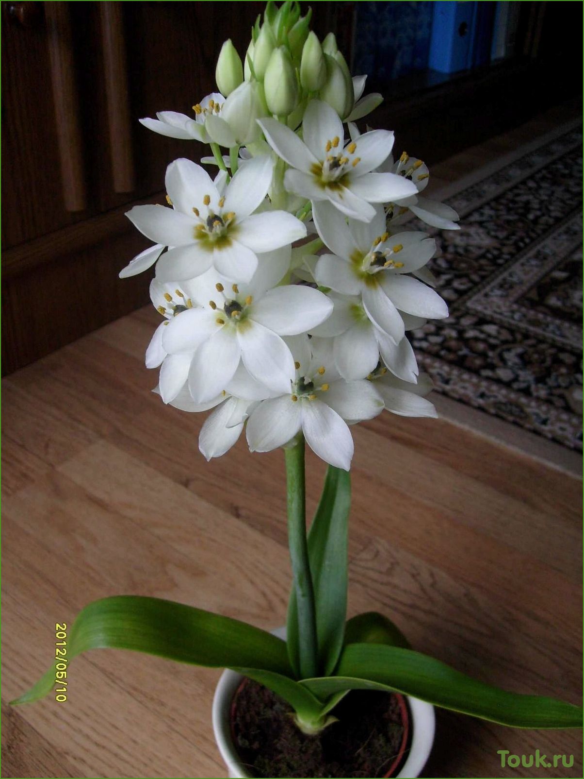 (родофиала, описание, особенности, виды) Родофиала: описание, особенности, виды