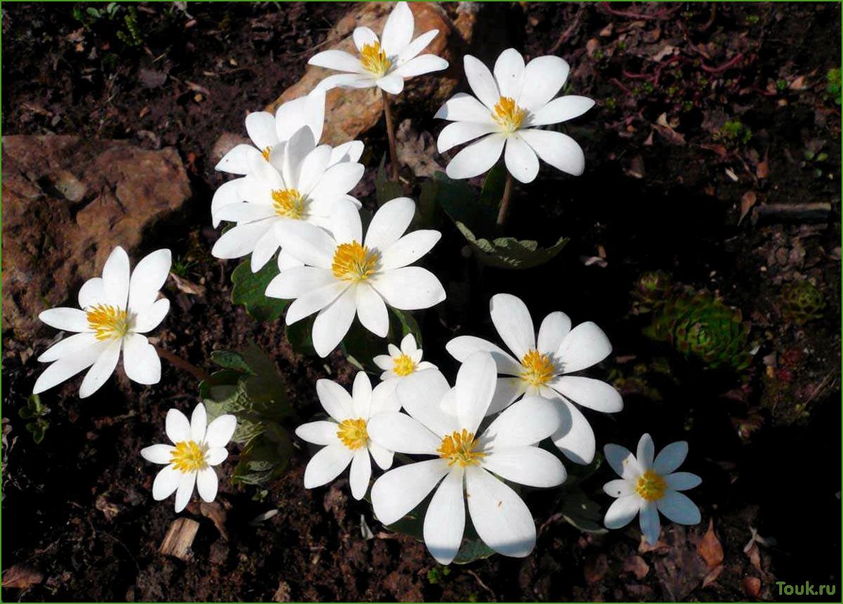 (сангвинария, описание, особенности, растения) Сангвинария: описание и особенности растения