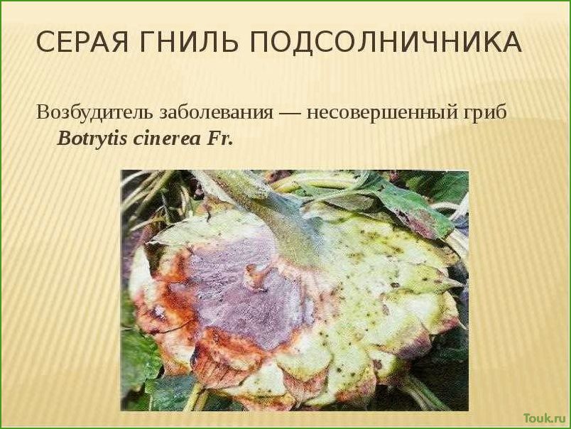 (серая, гниль, причины, симптомы, методы) Серая гниль: причины, симптомы и методы борьбы
