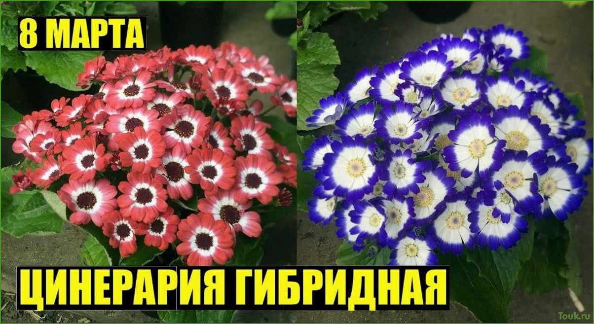 (цинерария, гибридная, описание, уход, размножение) Цинерария гибридная: описание, уход и размножение