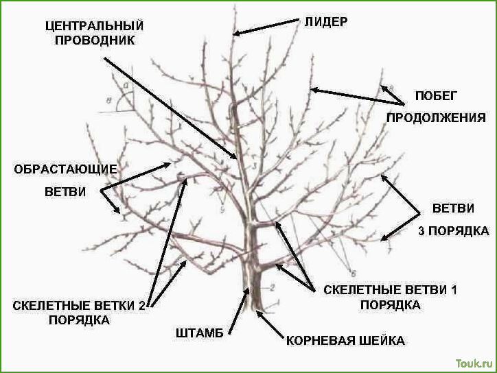 Осенняя обрезка плодовых деревьев: правила и рекомендации