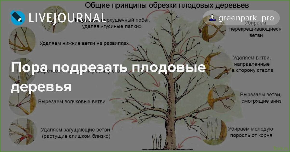 Осенняя обрезка плодовых деревьев: правила и рекомендации