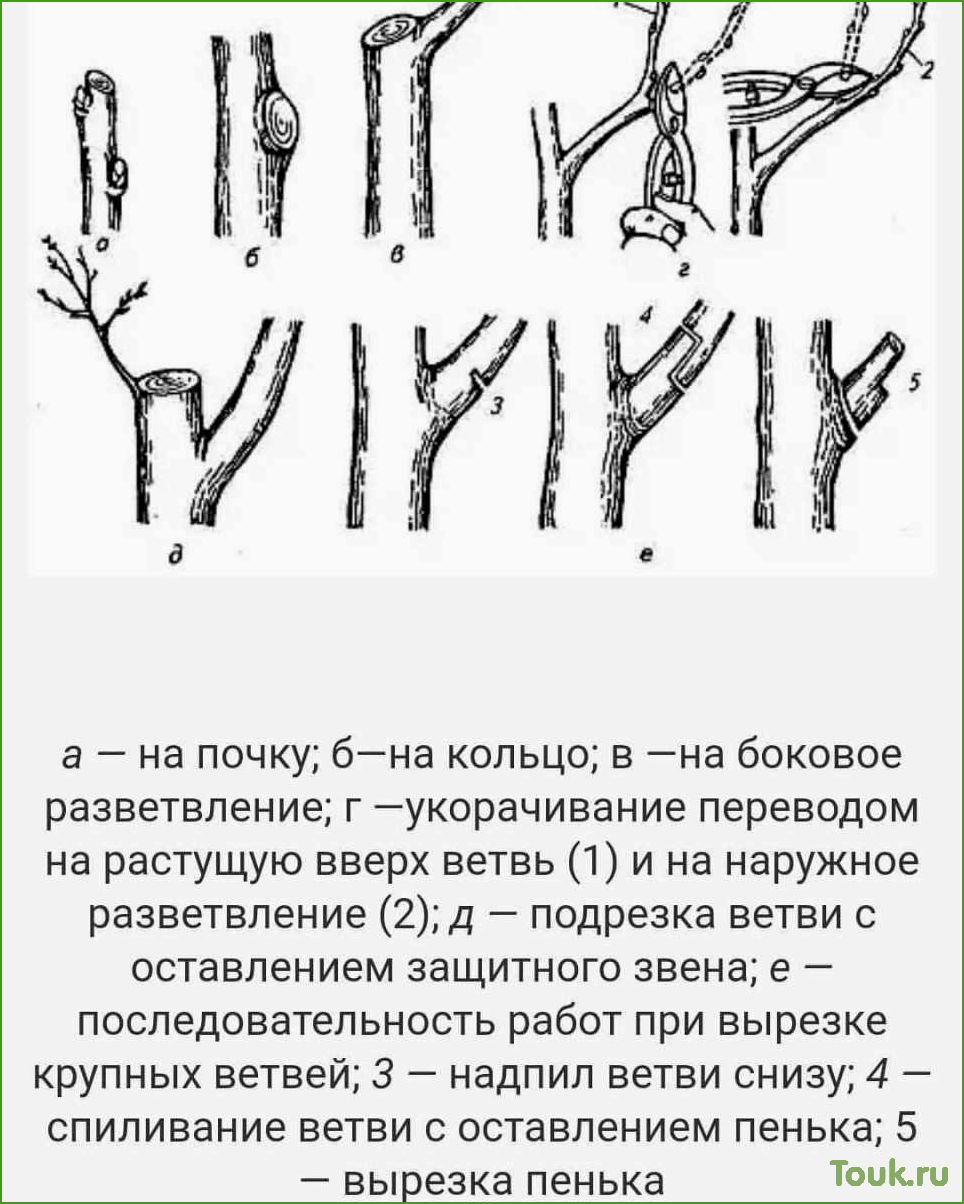Осенняя обрезка плодовых деревьев: правила и рекомендации