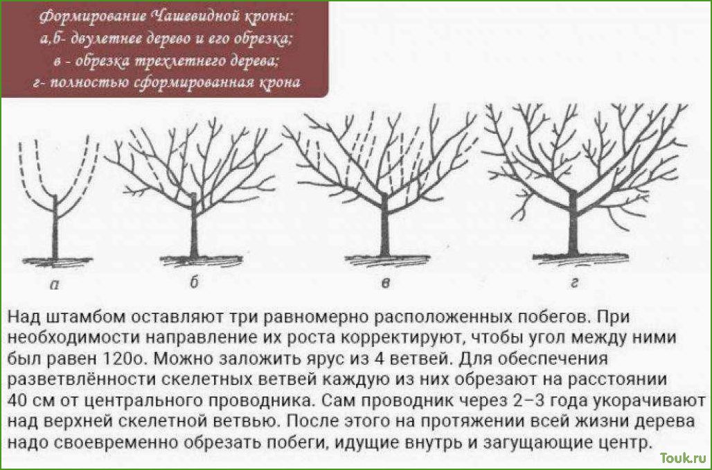 Осенняя обрезка плодовых деревьев: правила и рекомендации
