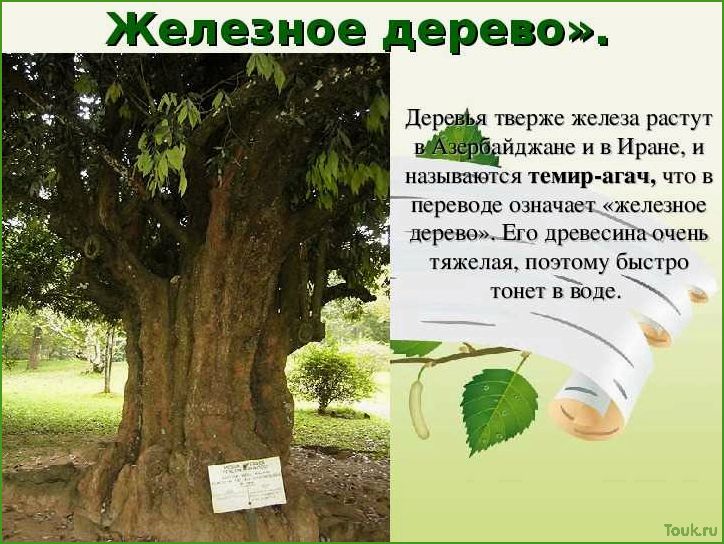 (железное, дерево, особенности, применение) Железное дерево: особенности и применение