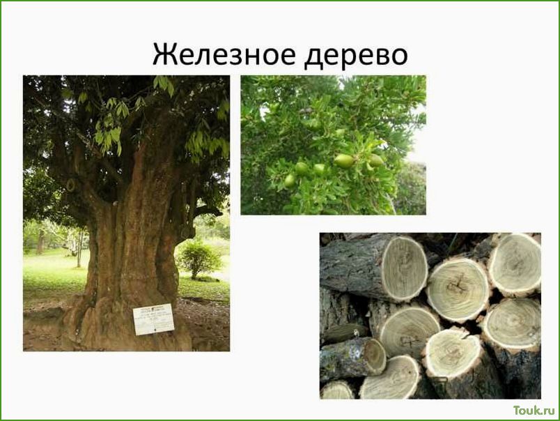(железное, дерево, особенности, применение) Железное дерево: особенности и применение