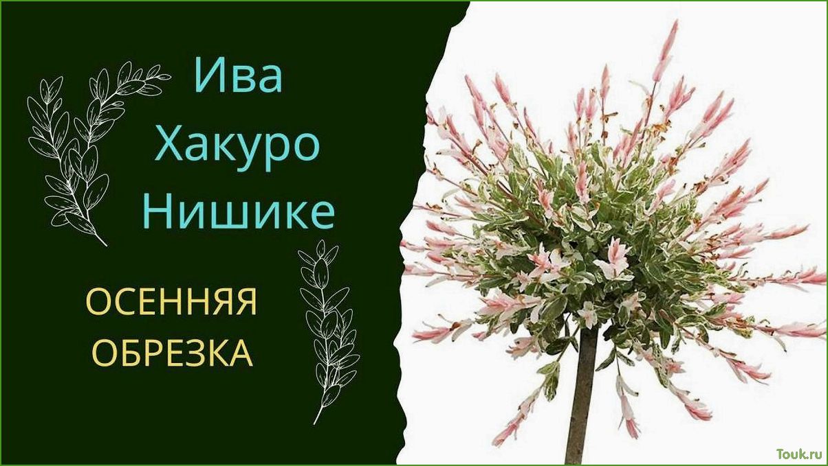 (хакуро, нишики, описание, характеристики, выращивание) Ива Хакуро Нишики: описание, характеристики, выращивание