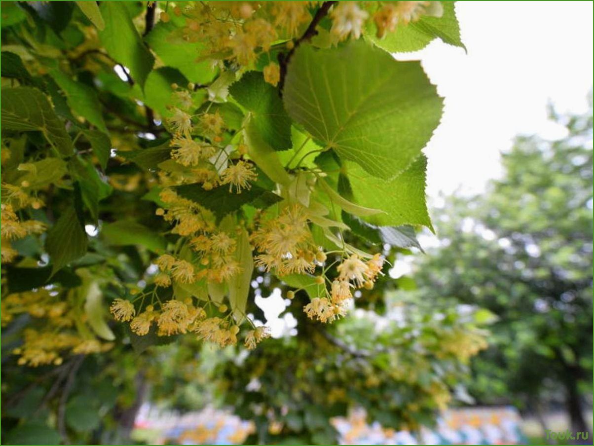(липа, свойства, применение) Липа: свойства и применение