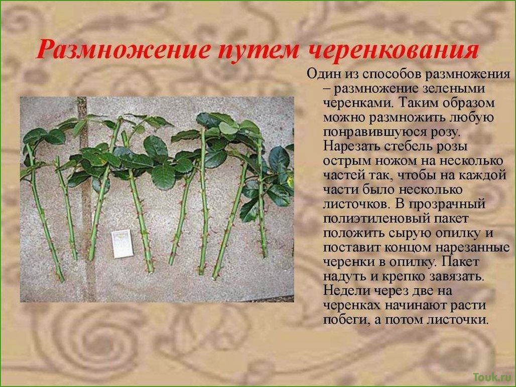 (размножение, черенками, домашних, условиях) Размножение роз черенками в домашних условиях