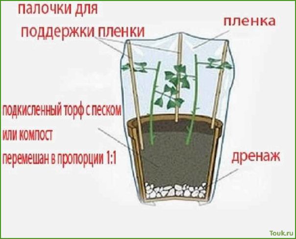 (размножение, черенками, домашних, условиях) Размножение роз черенками в домашних условиях