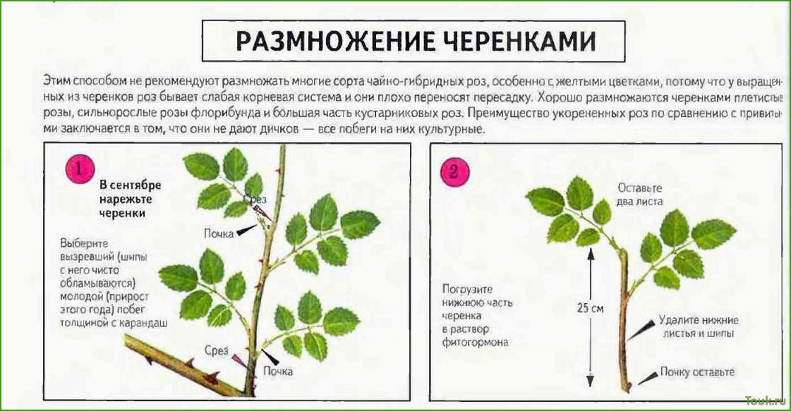 (размножение, черенками, домашних, условиях) Размножение роз черенками в домашних условиях
