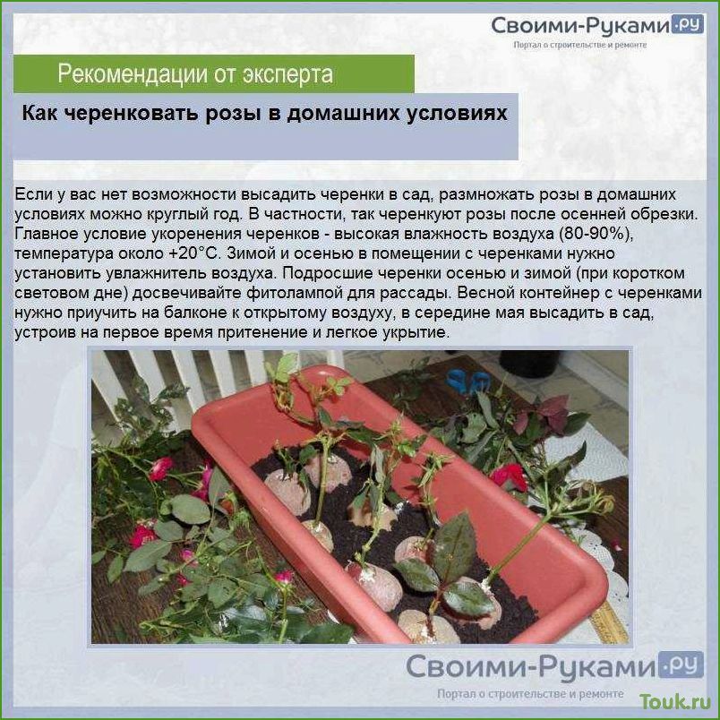 (размножение, черенками, домашних, условиях) Размножение роз черенками в домашних условиях