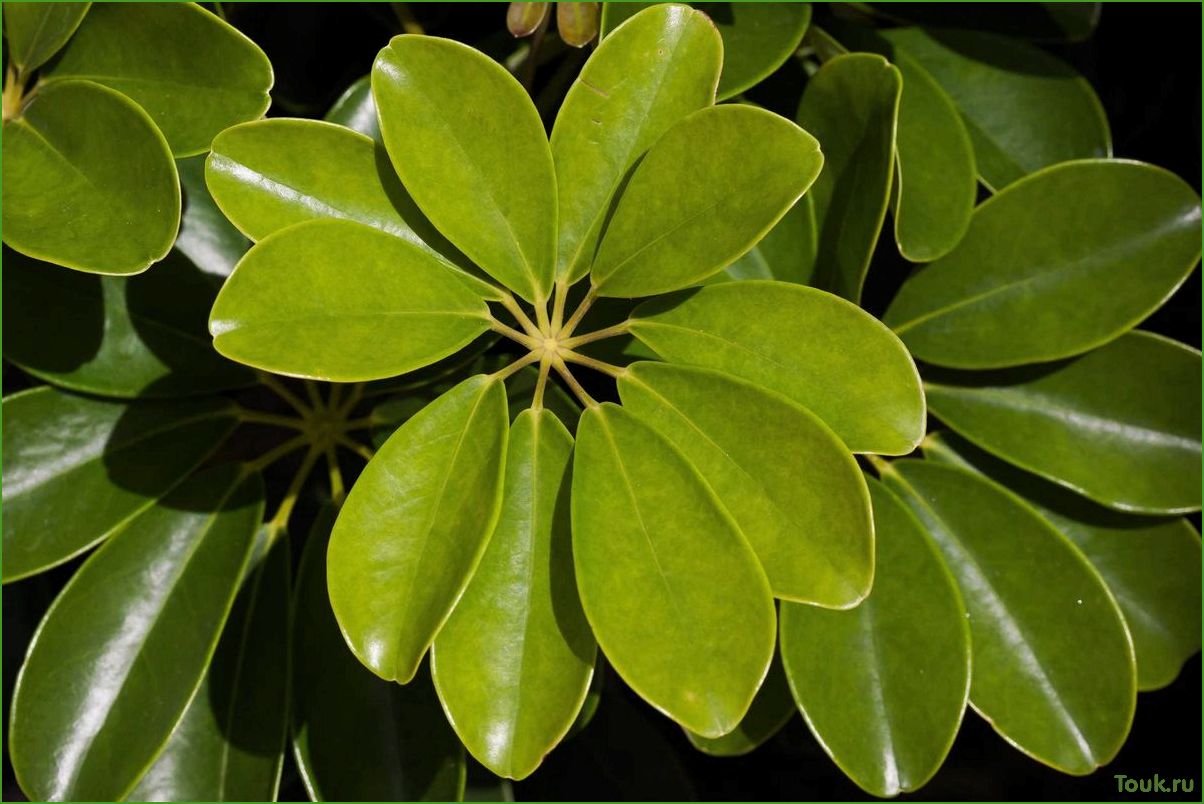 (шеффлера, описание, виды, уход, растением) Шеффлера: описание, виды и уход за растением