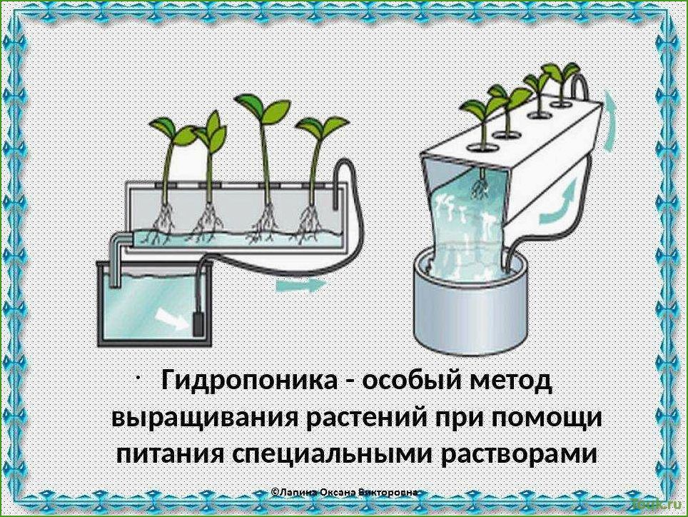 (гидропоника, домашних, условиях, основы, советы) Гидропоника в домашних условиях: основы и советы